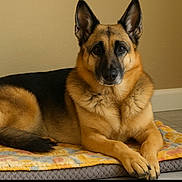 Ellie is registered to the contest to win money with this photo: animal, black, blanket, brown, calm, canine, comfort, dog, ears, face, floor, fur, german_shepherd, home, indoor, looking, lying_down, paws, pet, portrait