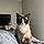 Josie