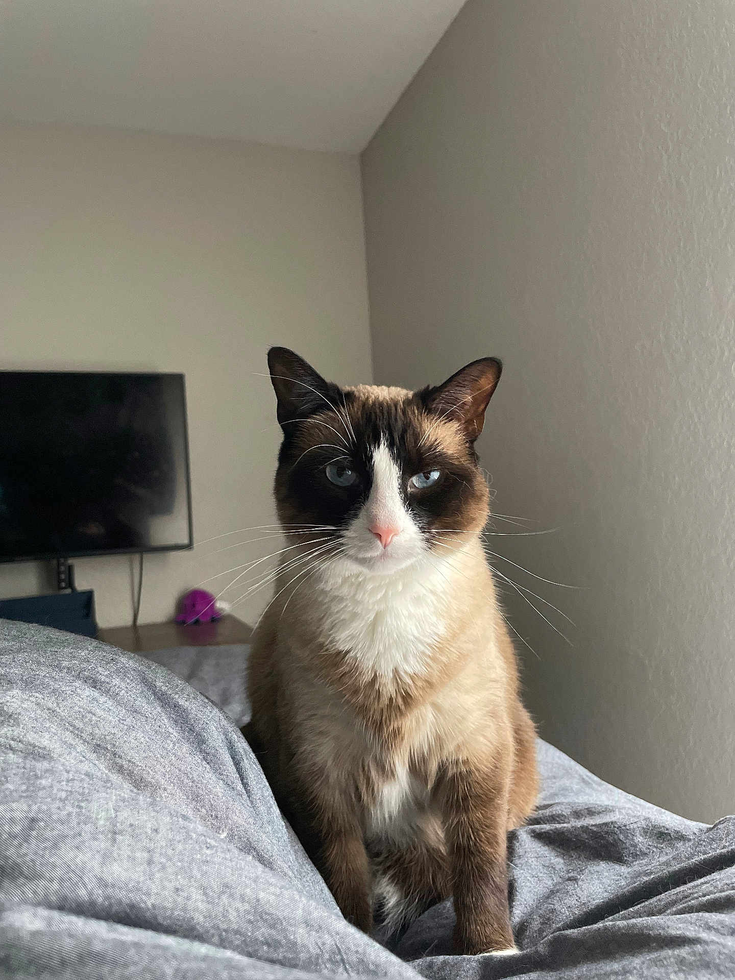 Josie joined the competition — help win amazing prizes! cat, siamese, blue_eyes, whiskers, fur, pet, indoor, bed, blanket, gray, wall, television, toy, home, feline, animal, sitting, looking, cute, domestic
