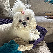 Stella joined the competition — help win amazing prizes! blanket, bow, close_up, couch, cozy, dog, fluffy, fur, home_interior, living_room, looking_at_camera, maltese_type, pet, pillow, pink_bow, puppy, sitting, small_dog, toy, white_dog