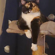 Snickerdoodle joined the competition — help win amazing prizes! cat, calico_cat, pet, feline, cat_tree, paw, lounging, indoor, cozy, curtain, dark_background, relaxed, animal, cute, fur, whiskers, ears, claws, domestic_cat, resting