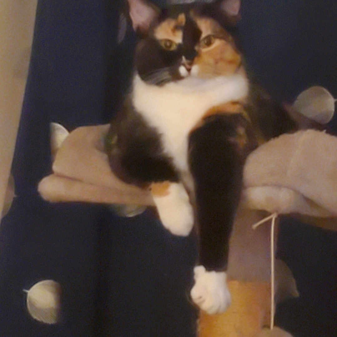 Snickerdoodle joined the competition — help win amazing prizes! cat, calico_cat, pet, feline, cat_tree, paw, lounging, indoor, cozy, curtain, dark_background, relaxed, animal, cute, fur, whiskers, ears, claws, domestic_cat, resting