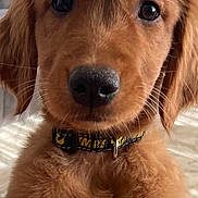 Lainey is registered to the contest to win money with this photo: golden_retriever, puppy, dog, close_up, indoor, collar, pet, fur, cute, nose, eyes, whiskers, mammal, canine, domestic_animal, young, portrait, furniture, lamp, background
