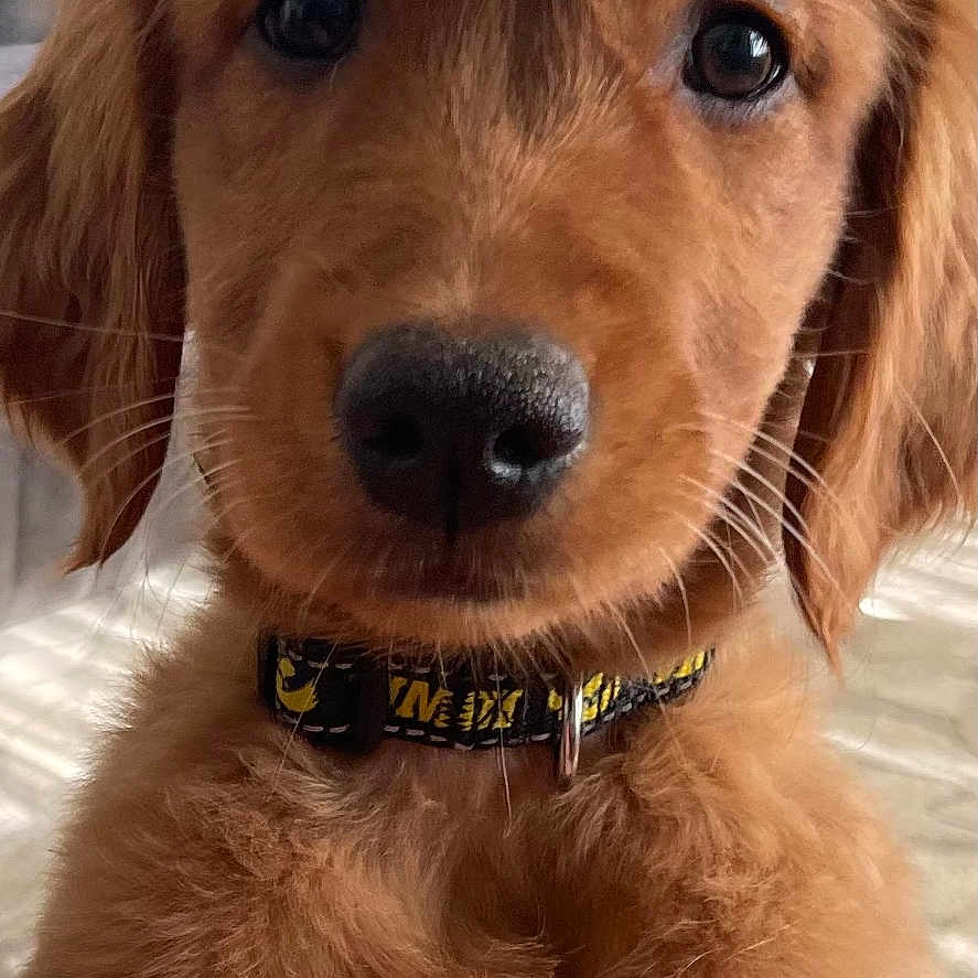 Lainey is registered to the contest to win money with this photo: background, canine, close_up, collar, cute, dog, domestic_animal, eyes, fur, furniture, golden_retriever, indoor, lamp, mammal, nose, pet, portrait, puppy, whiskers, young