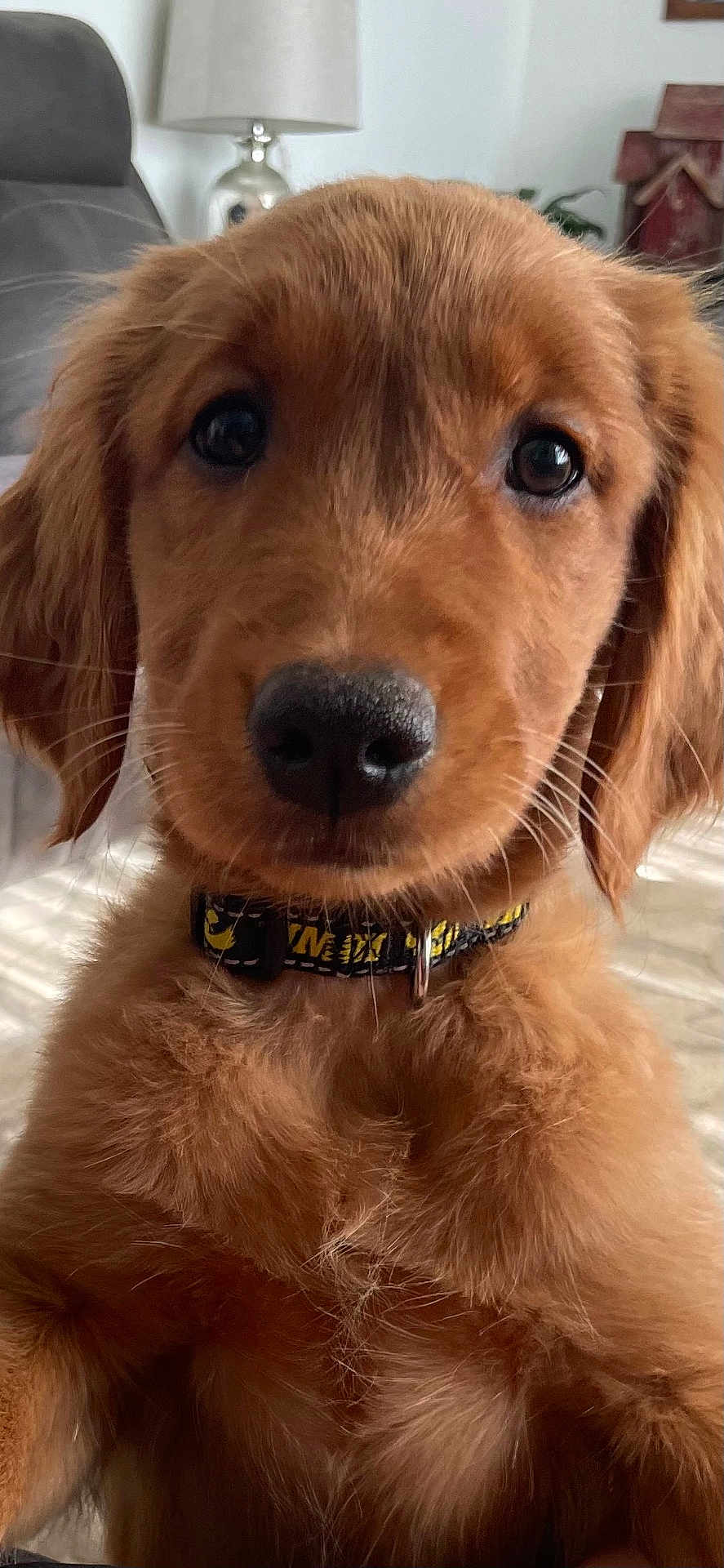 Lainey is registered to the contest to win money with this photo: golden_retriever, puppy, dog, close_up, indoor, collar, pet, fur, cute, nose, eyes, whiskers, mammal, canine, domestic_animal, young, portrait, furniture, lamp, background