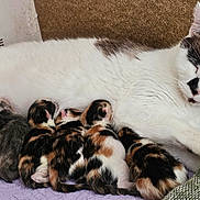 Tokyo a rejoint le concours — aidez-le/la à gagner de superbes lots ! cat, kitten, newborn, mother_cat, nursing, resting, sleeping, animal, pet, feline, cute, fur, striped, calico, black_and_white, brown, indoor, blanket, cushion, cozy