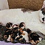 cat, kitten, newborn, mother_cat, nursing, resting, sleeping, animal, pet, feline, cute, fur, striped, calico, black_and_white, brown, indoor, blanket, cushion, cozy