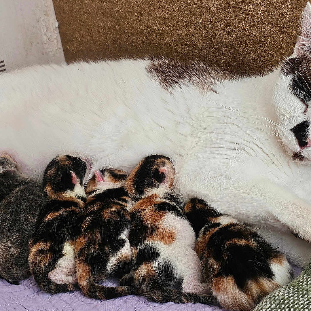Tokyo a rejoint le concours — aidez-le/la à gagner de superbes lots ! animal, black_and_white, blanket, brown, calico, cat, cozy, cushion, cute, feline, fur, indoor, kitten, mother_cat, newborn, nursing, pet, resting, sleeping, striped