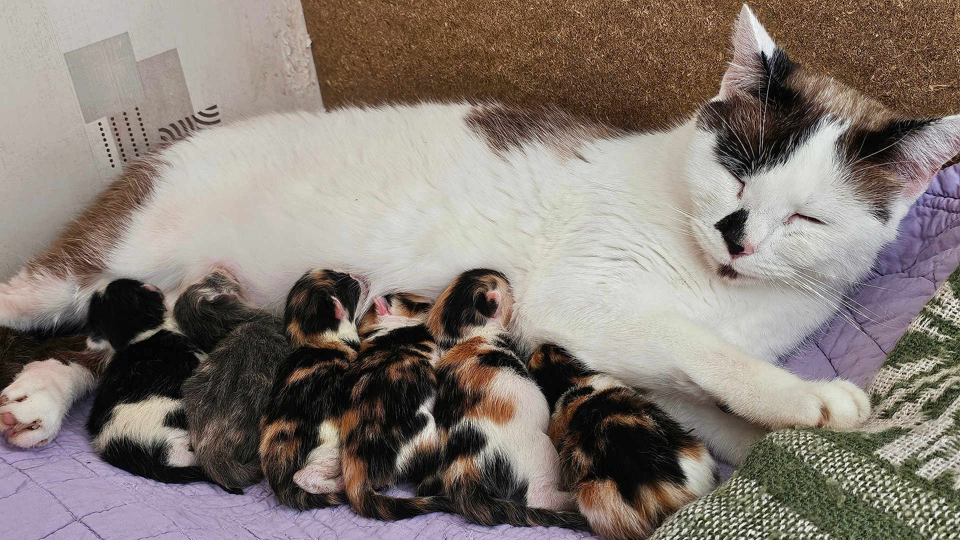 Tokyo a rejoint le concours — aidez-le/la à gagner de superbes lots ! cat, kitten, newborn, mother_cat, nursing, resting, sleeping, animal, pet, feline, cute, fur, striped, calico, black_and_white, brown, indoor, blanket, cushion, cozy