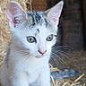 animal, barn, cat, closeup, curious, cute, domestic, ears, feline, fur, hay, kitten, nature, outdoor, pet, portrait, small, straw, whiskers, young