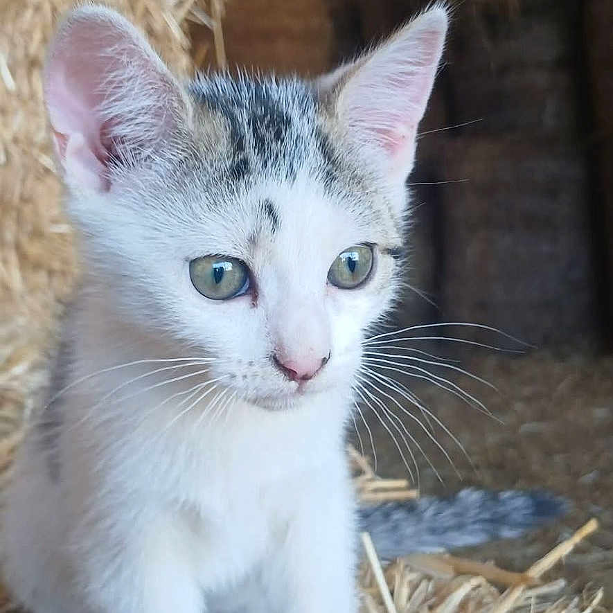 Bloom participe au concours pour gagner de l'argent avec cette photo : animal, barn, cat, closeup, curious, cute, domestic, ears, feline, fur, hay, kitten, nature, outdoor, pet, portrait, small, straw, whiskers, young