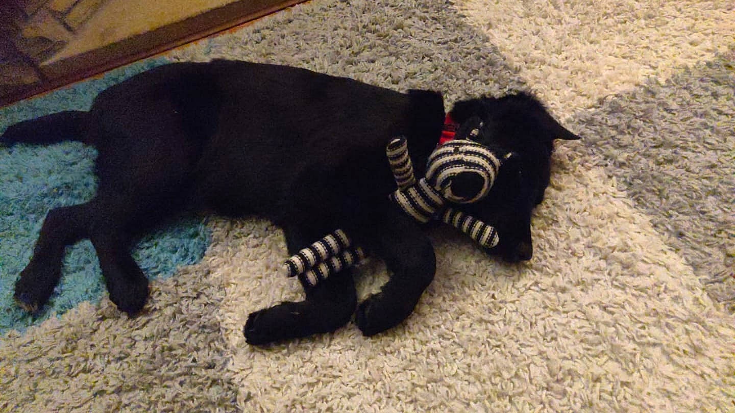 Lacy is registered to the contest to win money with this photo: black, black_cat, canidae, carnivore, cat, felidae, fur, small_to_medium_sized_cats, tail