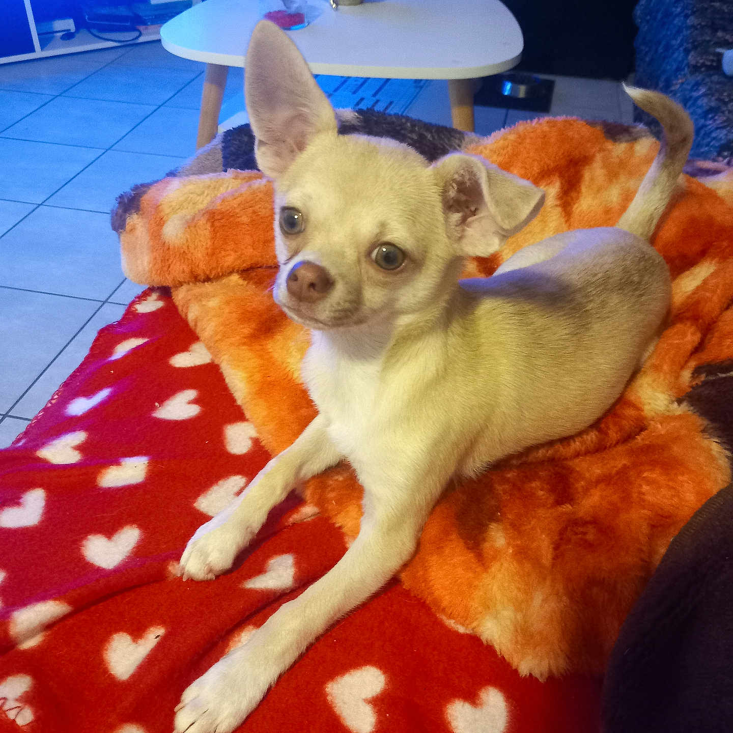 Wolt a rejoint le concours — aidez-le/la à gagner de superbes lots ! animal, architecture, blanket, building, canine, chihuahua, couch, desk, dog, furniture, homedecor, hound, indoors, linen, livingroom, person, pet, puppy, room, table