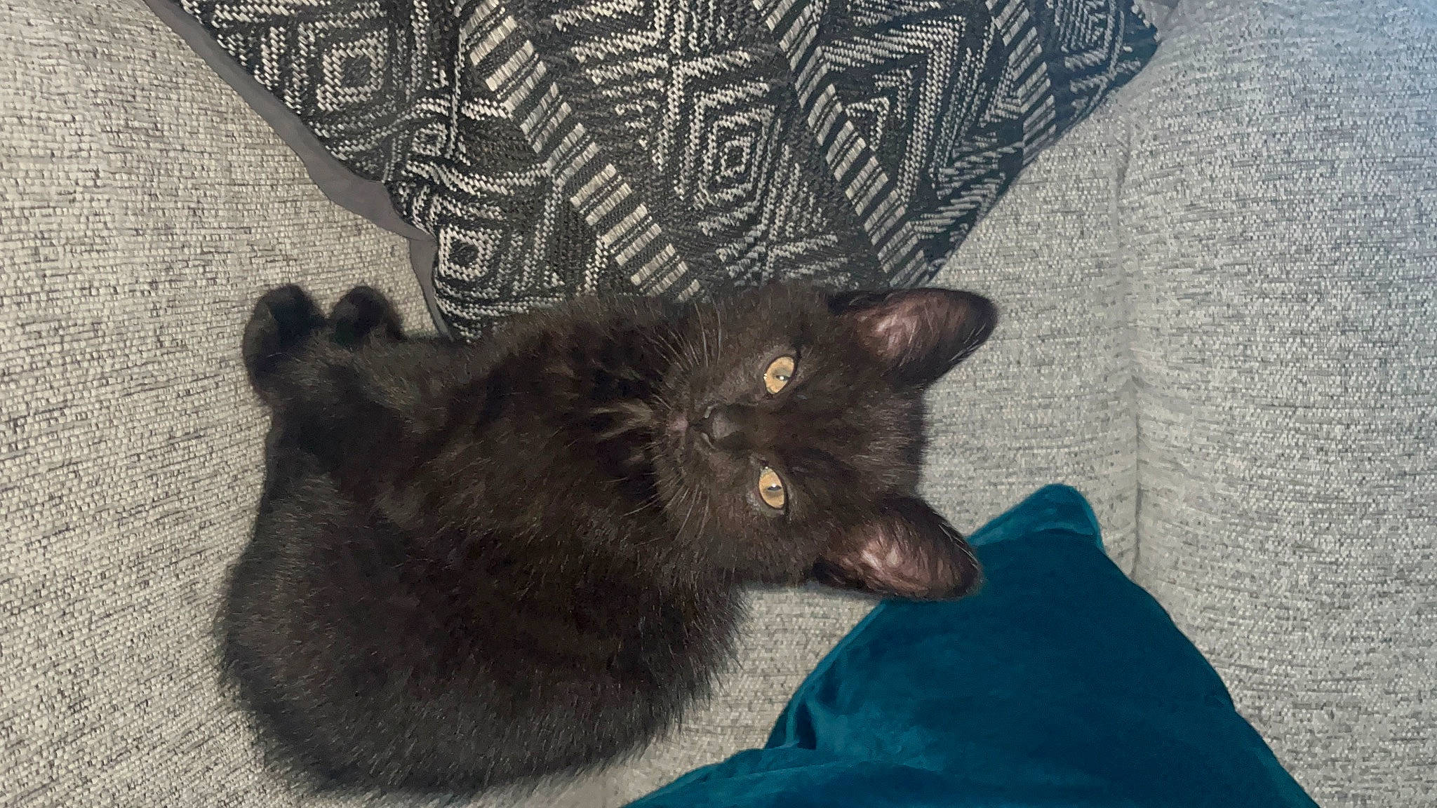 Star is registered to the contest to win money with this photo: black_cat, bombay, carnivore, cat, claw, comfort, domestic_short_haired_cat, electric_blue, felidae, flooring, fur, grey, pattern, paw, small_to_medium_sized_cats, snout, tail, terrestrial_animal, whiskers