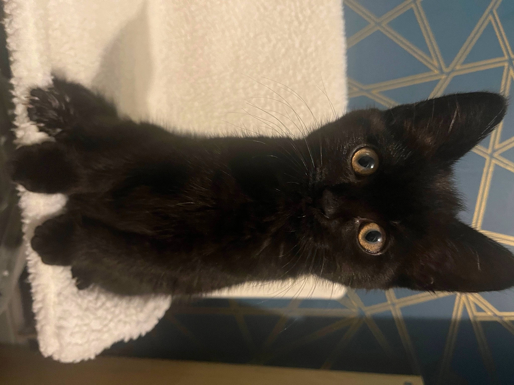 Star is registered to the contest to win money with this photo: black_cat, bombay, carnivore, cat, claw, domestic_short_haired_cat, ear, felidae, fur, korat, paw, small_to_medium_sized_cats, snout, tail, terrestrial_animal, whiskers, window