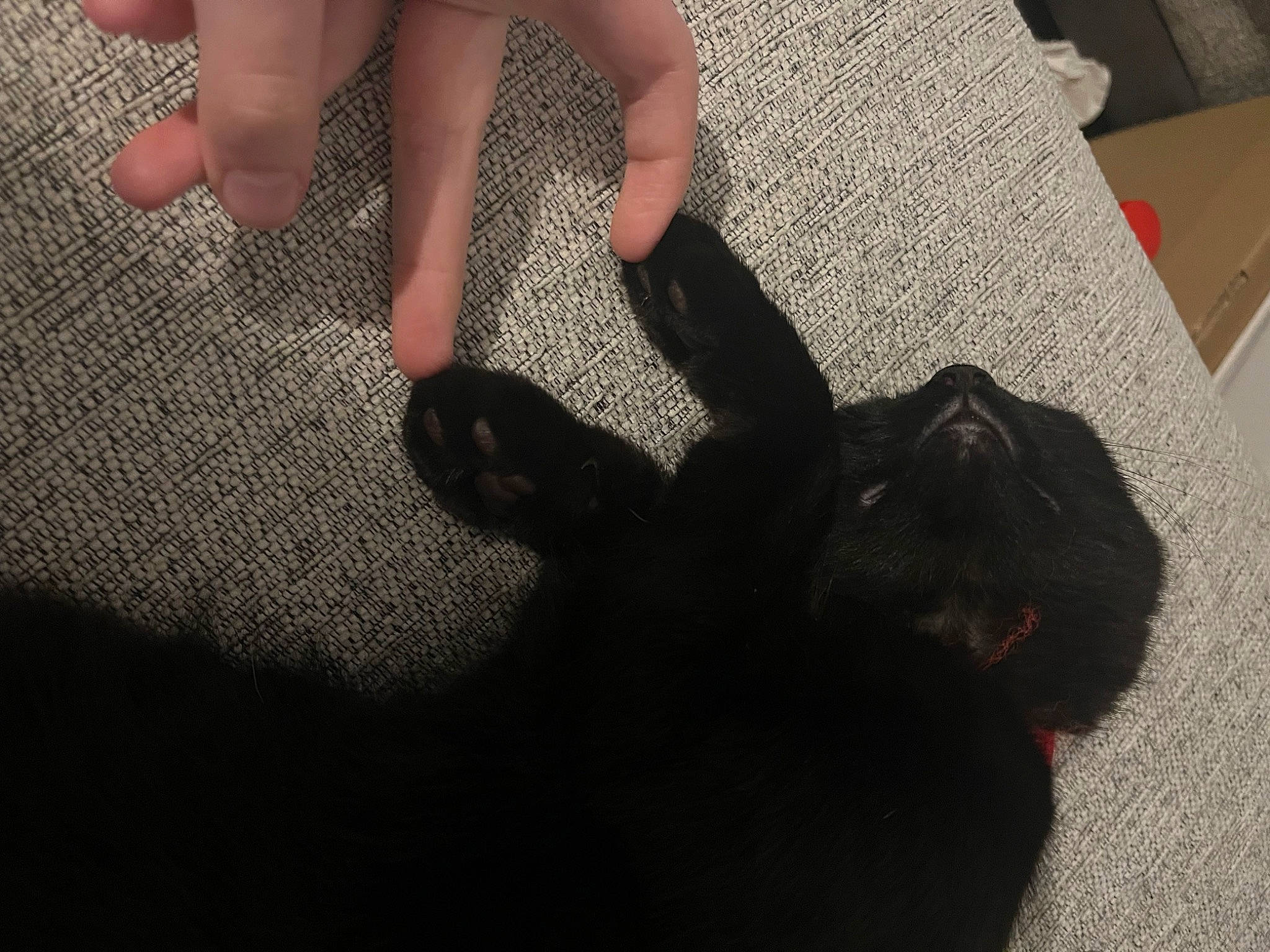 Star joined the competition — help win amazing prizes! calf, carnivore, companion_dog, dog_breed, felidae, finger, flooring, foot, gesture, human_leg, knee, leg, nail, shipping_box, tail, thigh, thumb, tints_and_shades, toe, wrist