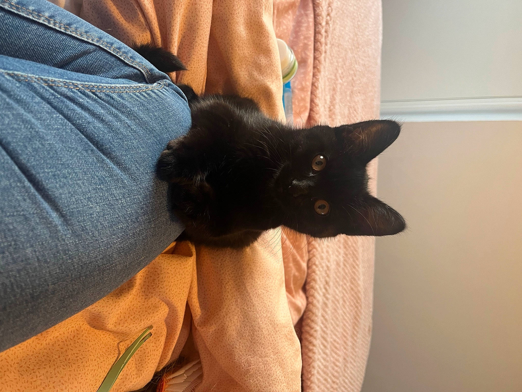 Star joined the competition — help win amazing prizes! black_cat, bombay, carnivore, cat, claw, comfort, domestic_short_haired_cat, ear, elbow, felidae, fur, gesture, sleeve, small_to_medium_sized_cats, tail, whiskers