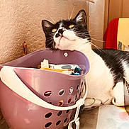 Kitty a rejoint le concours — aidez-le/la à gagner de superbes lots ! american_shorthair, asian, carnivore, cat, domestic_short_haired_cat, european_shorthair, felidae, kitten, pink, room, sink, small_to_medium_sized_cats, whiskers