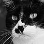 Kitty participe au concours pour gagner de l'argent avec cette photo : black, black_and_white, black_cat, cat, cat_like_mammal, close_up, domestic_short_haired_cat, eye, face, fauna, mammal, monochrome, monochrome_photography, nose, photography, small_to_medium_sized_cats, snapshot, snout, whiskers, white