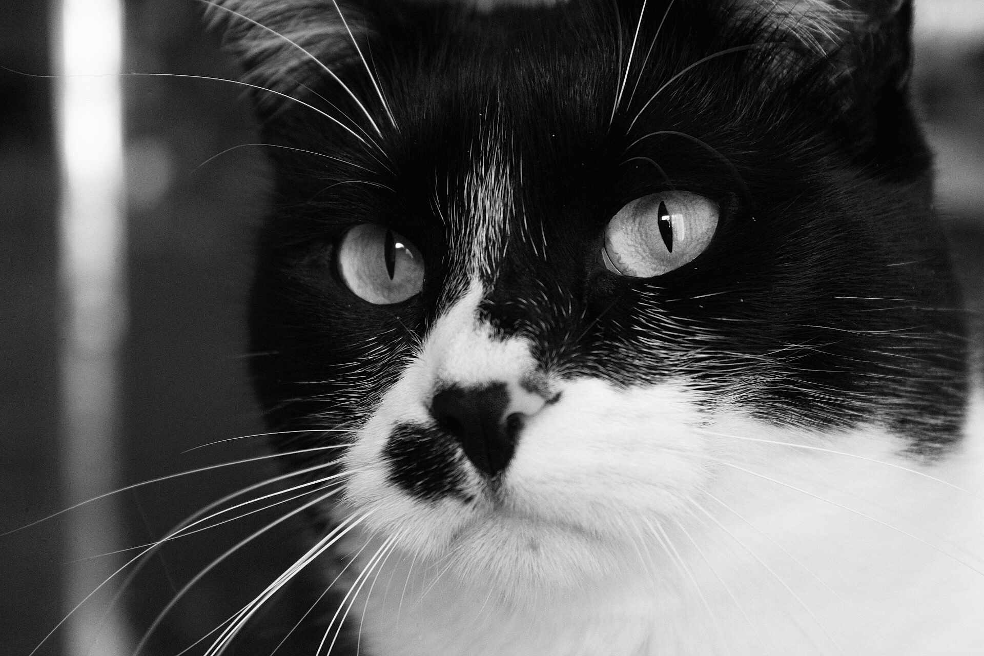 Kitty participe au concours pour gagner de l'argent avec cette photo : black, black_and_white, black_cat, cat, cat_like_mammal, close_up, domestic_short_haired_cat, eye, face, fauna, mammal, monochrome, monochrome_photography, nose, photography, small_to_medium_sized_cats, snapshot, snout, whiskers, white