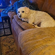 Coco is registered to the contest to win money with this photo: blanket, blue, brown, carpet, couch, cozy, curly_hair, dog, furniture, home, indoor, leather, living_room, pet, relaxed, rustic, side_table, small_dog, table, wooden