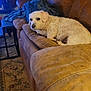blanket, blue, brown, carpet, couch, cozy, curly_hair, dog, furniture, home, indoor, leather, living_room, pet, relaxed, rustic, side_table, small_dog, table, wooden