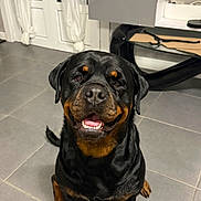 Sely a rejoint le concours — aidez-le/la à gagner de superbes lots ! dog, rottweiler, pet, indoor, tiled_floor, sitting, happy, smile, tongue, teeth, black_coat, brown_markings, furniture, cabinet, curtain, door, security_camera, photo_frame, table, home_interior