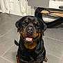 dog, rottweiler, pet, indoor, tiled_floor, sitting, happy, smile, tongue, teeth, black_coat, brown_markings, furniture, cabinet, curtain, door, security_camera, photo_frame, table, home_interior