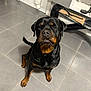 Sely participe au concours pour gagner de l'argent avec cette photo : rottweiler, dog, pet, indoor, tile_floor, sitting, looking_up, black_coat, brown_markings, paws, nose, ears, eyes, muzzle, kitchen, cabinet, table, home, portrait, companion