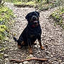 Sely a rejoint le concours — aidez-le/la à gagner de superbes lots ! dog, rottweiler, pet, outdoor, forest, trail, path, stick, sitting, happy, smile, collar, wet_fur, muddy, rocks, trees, moss, nature, portrait, animal