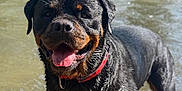 Sely participe au concours pour gagner de l'argent avec cette photo : dog, rottweiler, pet, animal, water, river, wet_fur, tongue_out, collar, portrait, close_up, black_coat, brown_markings, standing, shallow_water, outdoors, happy, nature, splash, summer
