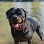 dog, rottweiler, pet, animal, water, river, wet_fur, tongue_out, collar, portrait, close_up, black_coat, brown_markings, standing, shallow_water, outdoors, happy, nature, splash, summer