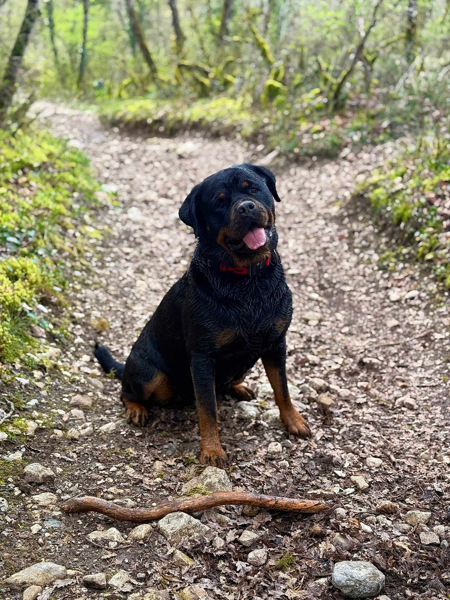 Sely a rejoint le concours — aidez-le/la à gagner de superbes lots ! rottweiler, dog, canine, pet, red_collar, tongue_out, sitting, forest_trail, dirt_path, rocks, stick, moss, wet_fur, portrait, outdoors, nature, happy, paws, trees, sunlight