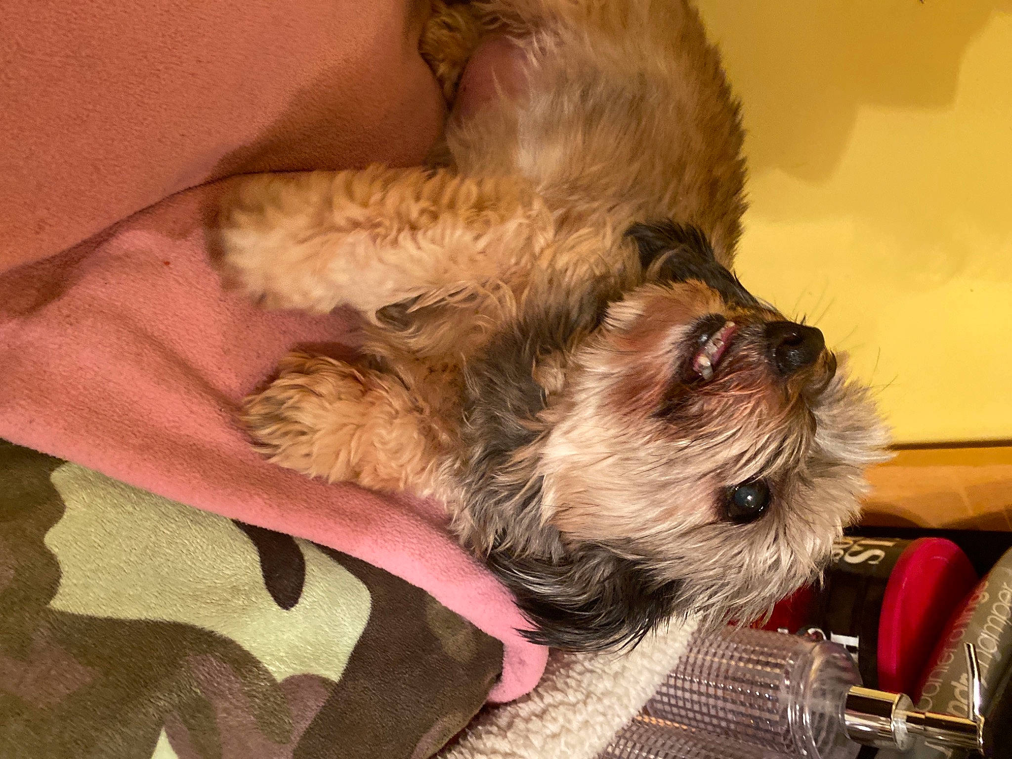 Momo participe au concours pour gagner de l'argent avec cette photo : canidae, carnivore, comfort, companion_dog, dog, dog_breed, dog_supply, fawn, fur, liver, maltepoo, paw, pet_supply, puppy_love, small_terrier, snout, sporting_group, terrier, toy_dog, working_animal