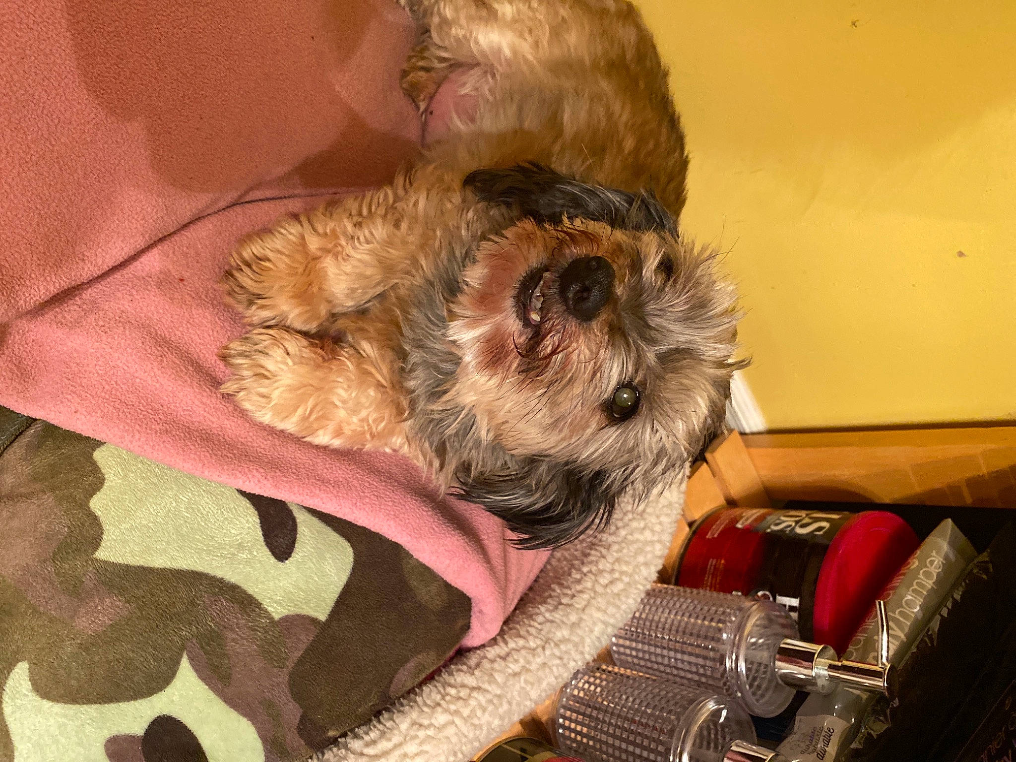 Momo participe au concours pour gagner de l'argent avec cette photo : canidae, carnivore, comfort, companion_dog, dog, dog_bed, dog_breed, dog_supply, fawn, fur, liver, nap, pet_supply, small_terrier, snout, sporting_group, terrier, toy_dog, working_animal, yorkipoo