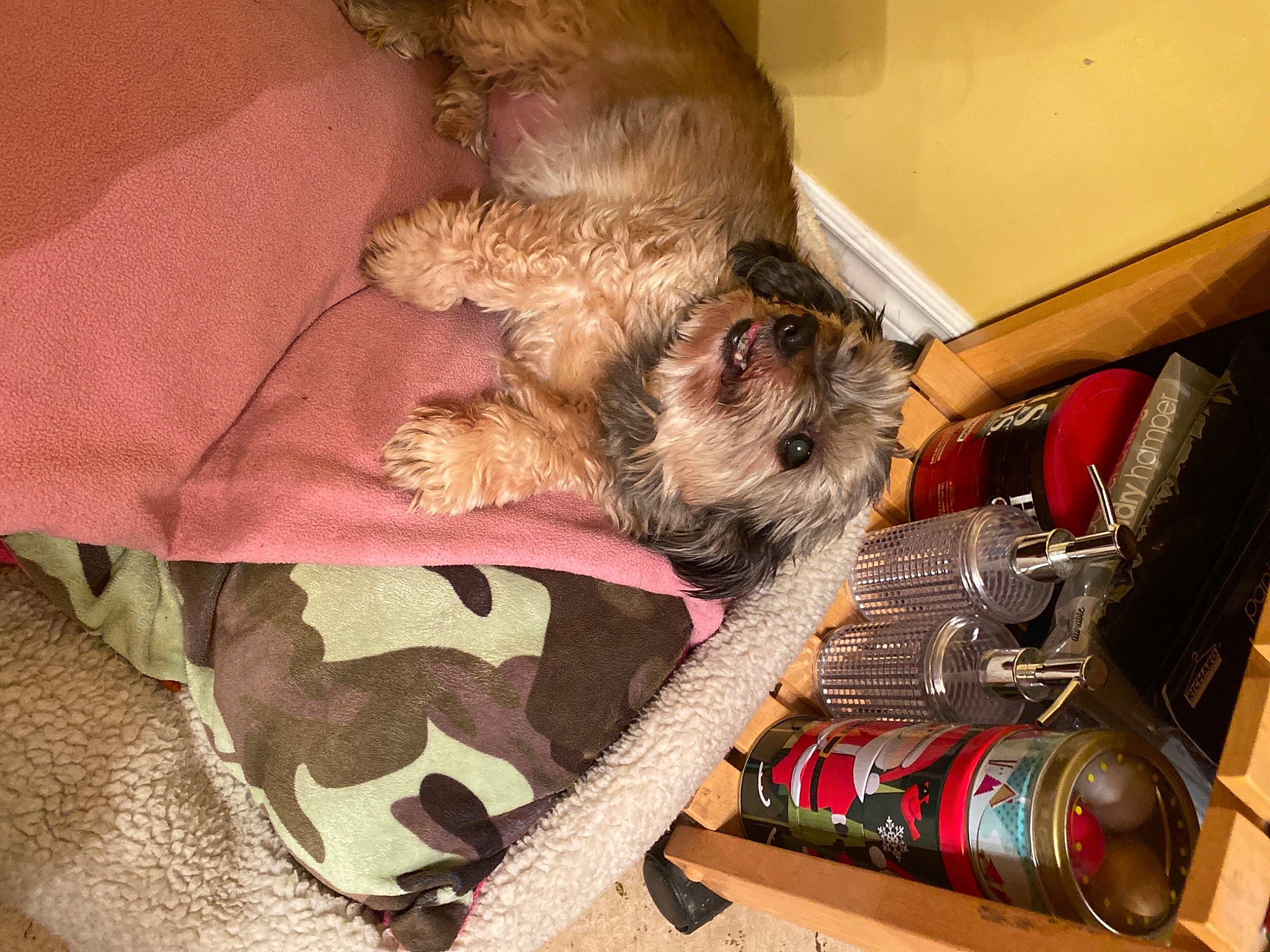 Momo a rejoint le concours — aidez-le/la à gagner de superbes lots ! canidae, carnivore, comfort, companion_dog, dog, dog_breed, dog_supply, fawn, fur, hardwood, linens, liver, non_sporting_group, pet_supply, small_terrier, sporting_group, terrier, toy_dog, wood, working_animal