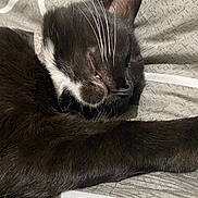 Toothless joined the competition — help win amazing prizes! cat, black_cat, sleeping, whiskers, close_up, pet, relaxed, animal, feline, fur, indoor, bed, blanket, resting, cute, domestic_animal, peaceful, soft, collar, face