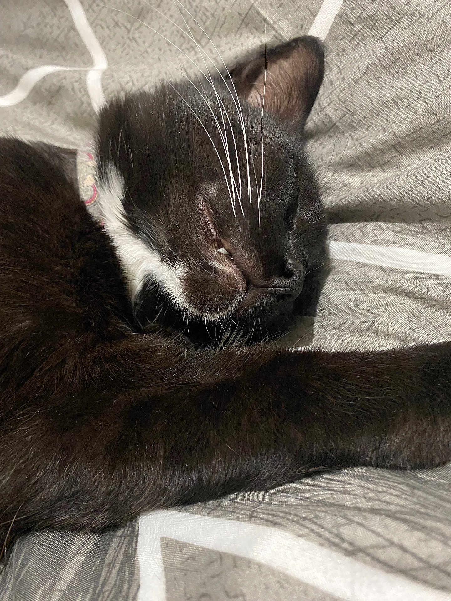 Toothless joined the competition — help win amazing prizes! cat, black_cat, sleeping, whiskers, close_up, pet, relaxed, animal, feline, fur, indoor, bed, blanket, resting, cute, domestic_animal, peaceful, soft, collar, face