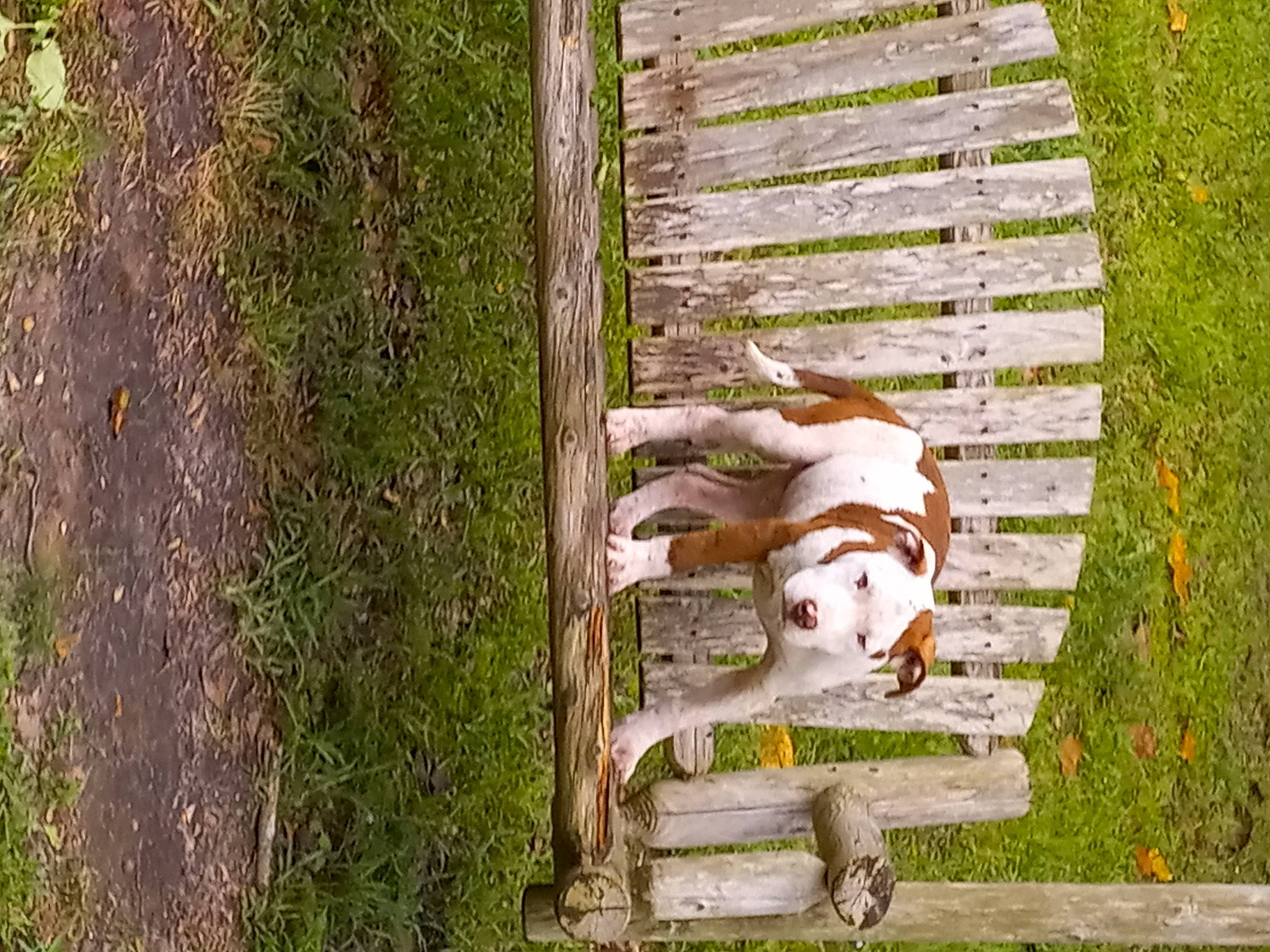 Cowboy joined the competition — help win amazing prizes! art, canidae, carnivore, companion_dog, dog_breed, fawn, grass, groundcover, landscape, outdoor_furniture, pasture, plant, sporting_group, tail, terrestrial_animal, tree, trunk, wildlife, wood, working_animal