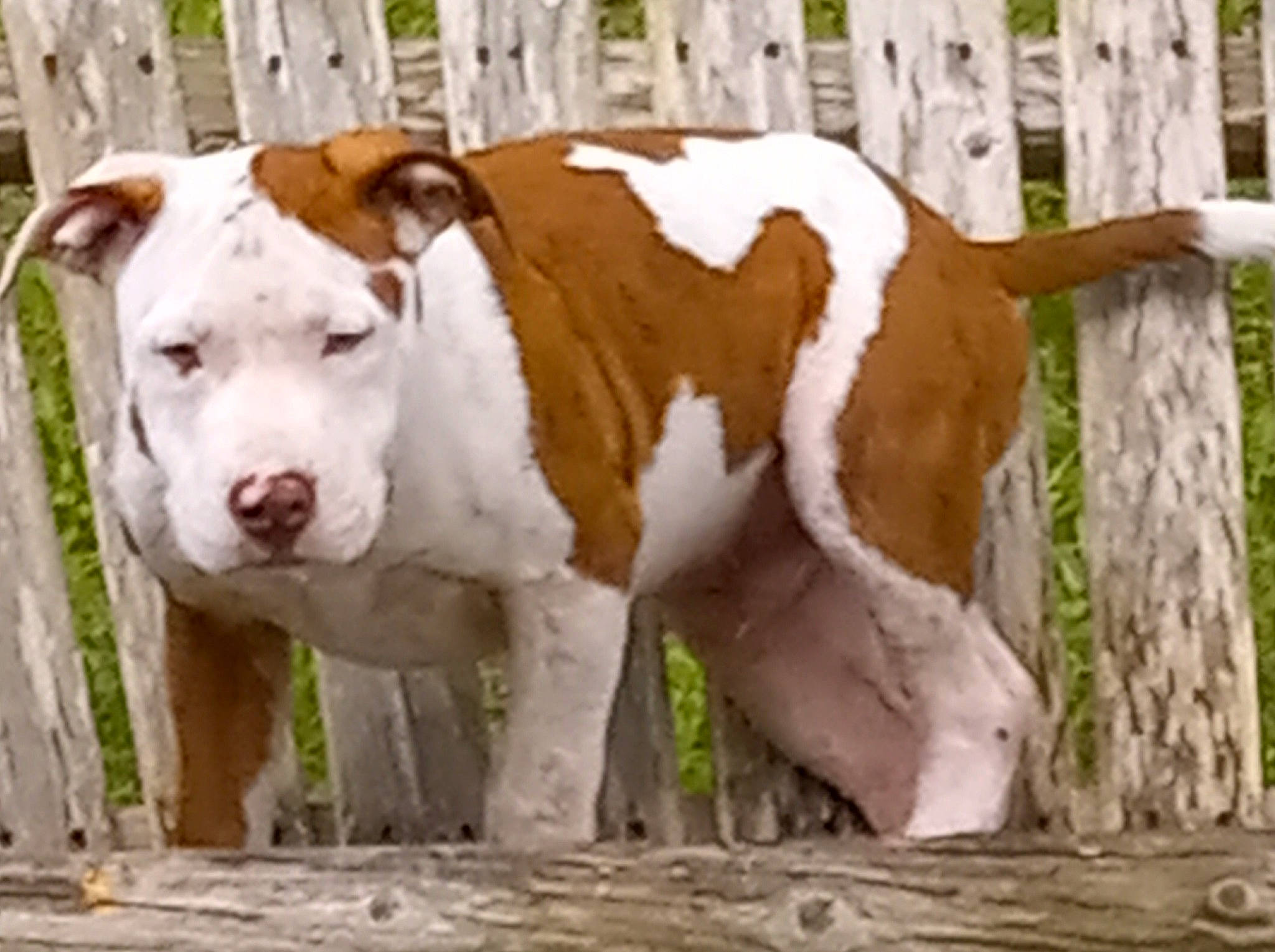 Cowboy joined the competition — help win amazing prizes! ancient_dog_breeds, canidae, carnivore, collar, companion_dog, dog, dog_breed, dog_collar, fawn, fence, grass, liver, non_sporting_group, plant, snout, sporting_group, tail, terrestrial_animal, wood, working_animal