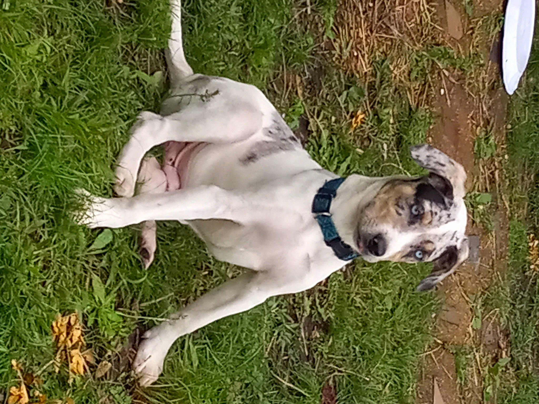 Blue joined the competition — help win amazing prizes! canidae, carnivore, collar, companion_dog, dog, dog_breed, dog_collar, dog_supply, fawn, grass, great_dane, hunting_dog, non_sporting_group, plant, sporting_group, tail, terrestrial_animal, working_animal, working_dog