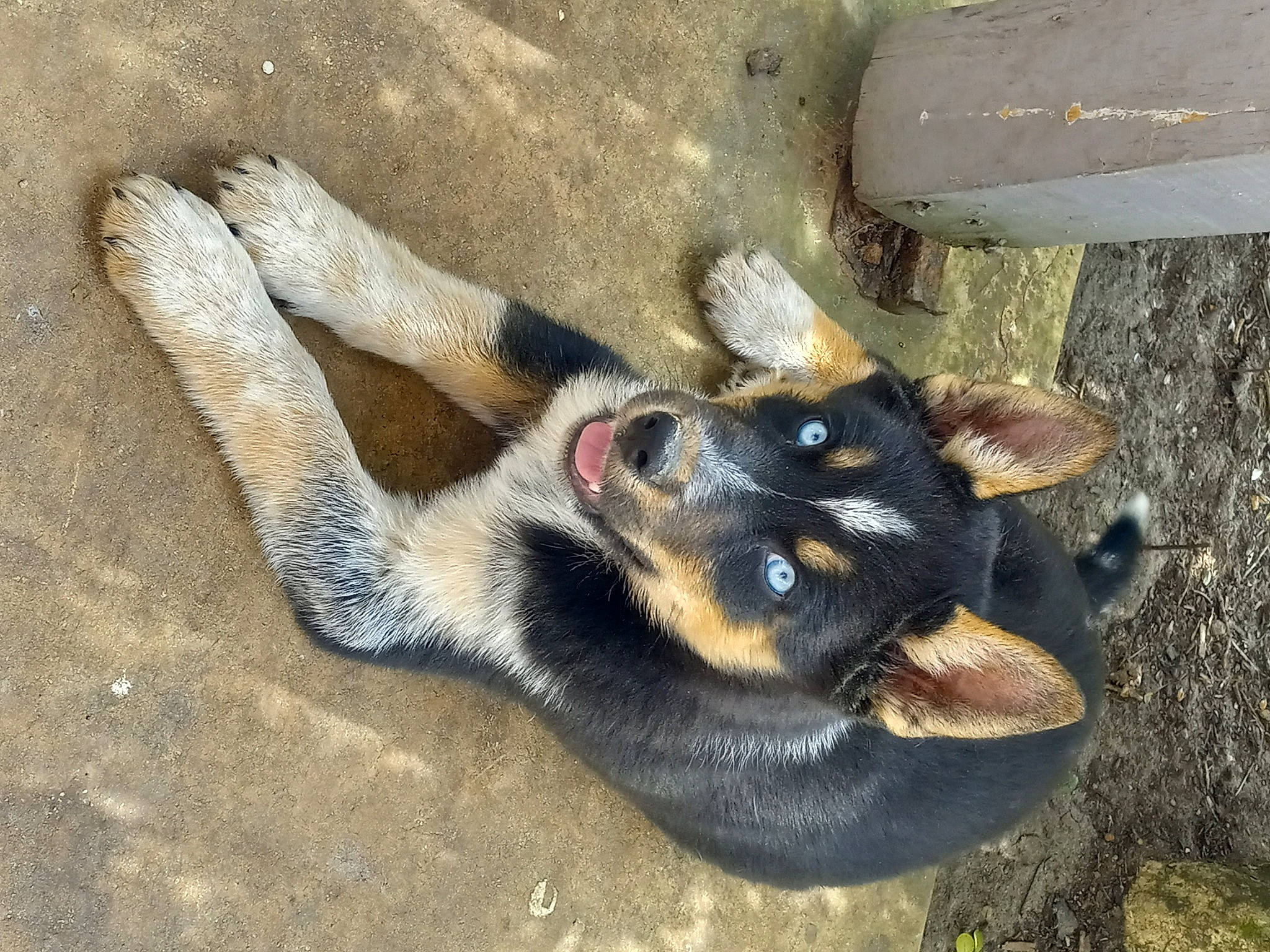 Cash is registered to the contest to win money with this photo: art, canidae, carnivore, claw, dog, dog_breed, fawn, foot, fur, guard_dog, paw, snout, soil, sporting_group, tail, terrestrial_animal, toe, wood, working_animal, working_dog