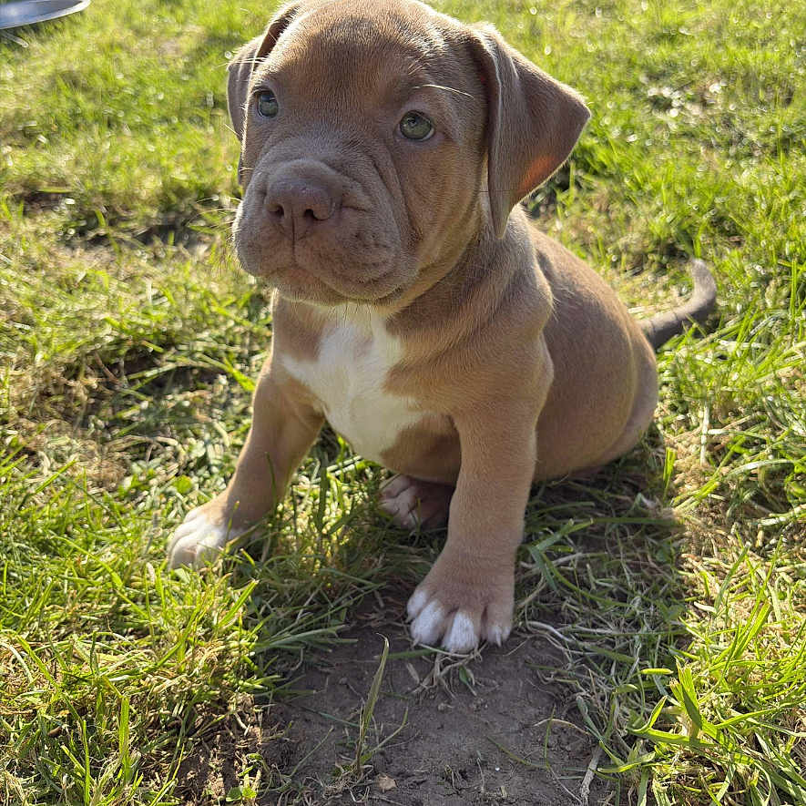 Ava a rejoint le concours — aidez-le/la à gagner de superbes lots ! animal, boxer, bulldog, canine, clothing, dog, electronics, field, footwear, frenchbulldog, grass, lawn, person, pet, pitbull, plant, puppy, shoe, snout, text