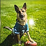 dog, german_shepherd, football, sports_jersey, green_grass, outdoor, sunny, pet, animal, playing, field, paw, ears, happy, tongue, canine, team_jersey, nature, daylight, mammal