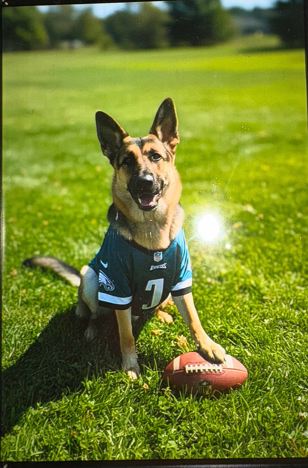 Tasha joined the competition — help win amazing prizes! dog, german_shepherd, football, sports_jersey, green_grass, outdoor, sunny, pet, animal, playing, field, paw, ears, happy, tongue, canine, team_jersey, nature, daylight, mammal