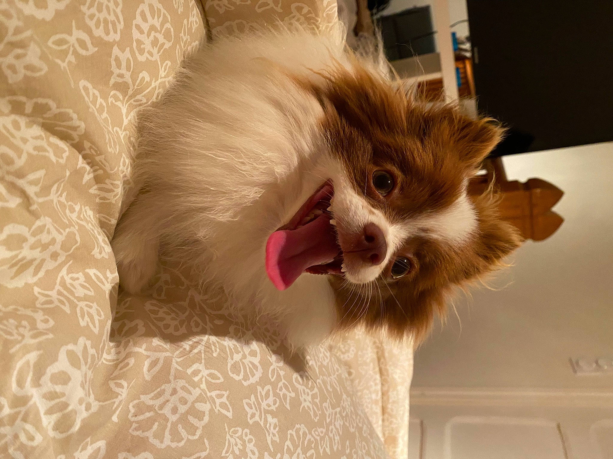 Tiana participe au concours pour gagner de l'argent avec cette photo : canidae, carnivore, claw, companion_dog, corgi_chihuahua, dog, dog_breed, dog_supply, fawn, felidae, fur, paw, puppy, small_to_medium_sized_cats, snout, sporting_group, sunglasses, terrestrial_animal, toy_dog, whiskers