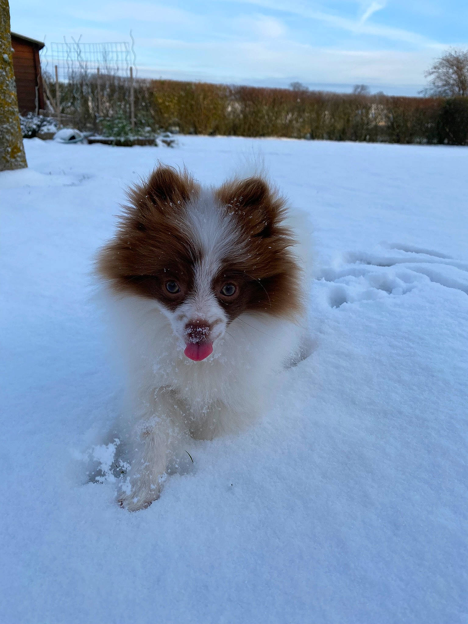 Tiana a rejoint le concours — aidez-le/la à gagner de superbes lots ! canidae, carnivore, cloud, companion_dog, dog, dog_breed, event, fawn, freezing, fur, japanese_chin, liver, non_sporting_group, sky, snout, snow, sporting_group, toy_dog, winter, working_animal