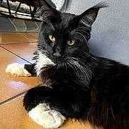 Rouky a rejoint le concours — aidez-le/la à gagner de superbes lots ! cat, tuxedo_cat, black_and_white, pet, animal, feline, golden_eyes, whiskers, white_paws, long_hair, lying_down, indoor, tile_floor, home, portrait, close_up, relaxed, alert, wooden_furniture, natural_light