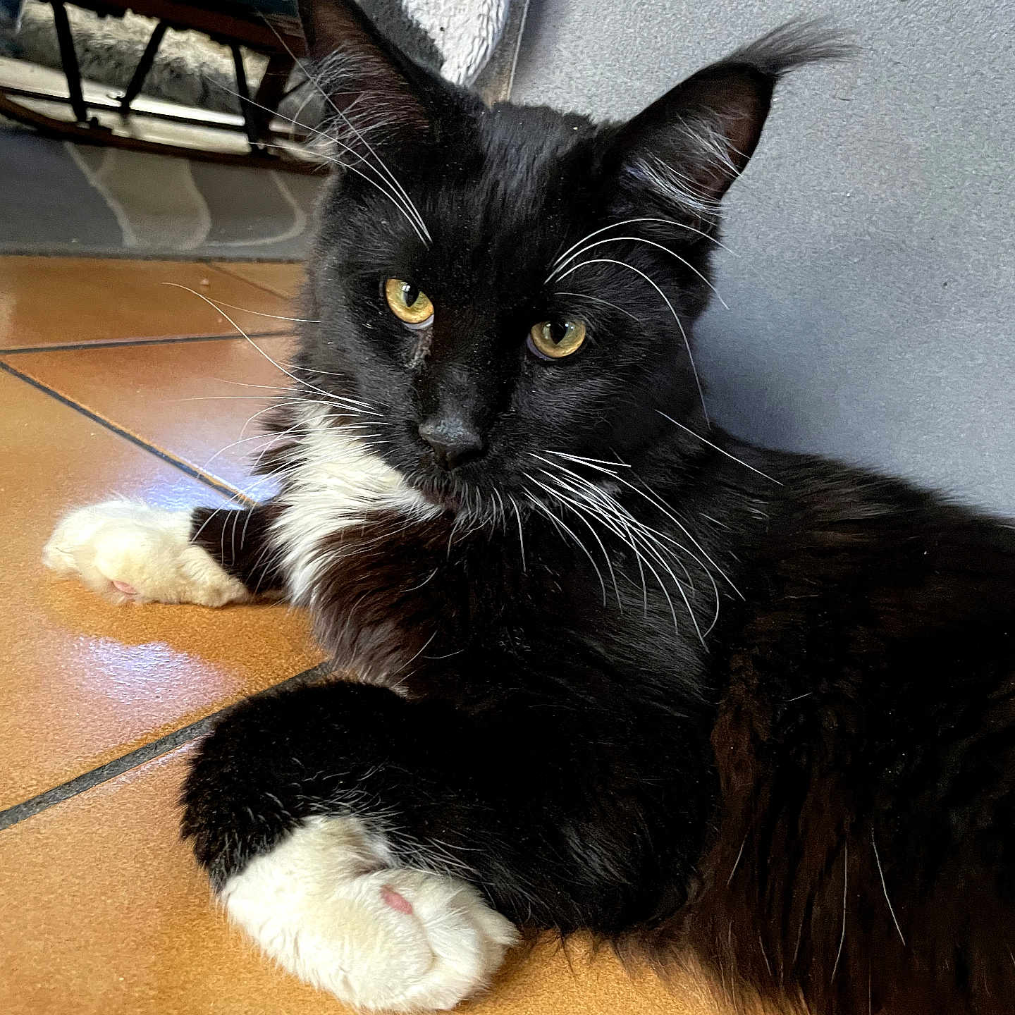 Rouky a rejoint le concours — aidez-le/la à gagner de superbes lots ! cat, tuxedo_cat, black_and_white, pet, animal, feline, golden_eyes, whiskers, white_paws, long_hair, lying_down, indoor, tile_floor, home, portrait, close_up, relaxed, alert, wooden_furniture, natural_light