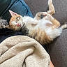 Cashew is registered to the contest to win money with this photo: kitten, cat, sleeping, nap, couch, blanket, cozy, feline, pet, indoor, cute, fur, resting, whiskers, paw, pink_nose, domestic_animal, relaxation, home, soft